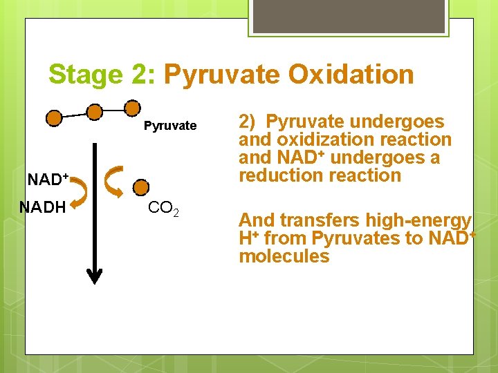 Stage 2: Pyruvate Oxidation Pyruvate NAD+ NADH CO 2 2) Pyruvate undergoes and oxidization