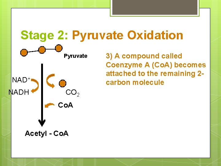 Stage 2: Pyruvate Oxidation Pyruvate NAD+ NADH CO 2 Co. A Acetyl - Co.