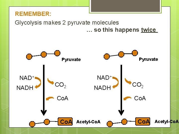 REMEMBER: Glycolysis makes 2 pyruvate molecules … so this happens twice Pyruvate NAD+ NADH