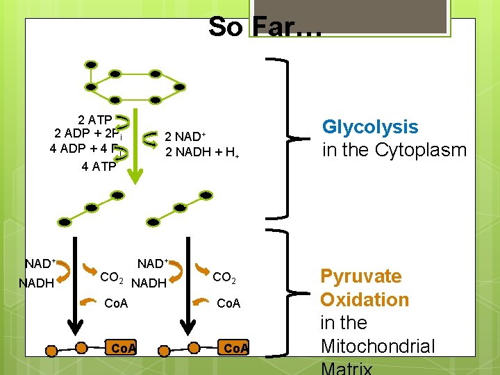 So Far… 2 ATP 2 ADP + 2 Pi 4 ADP + 4 Pi