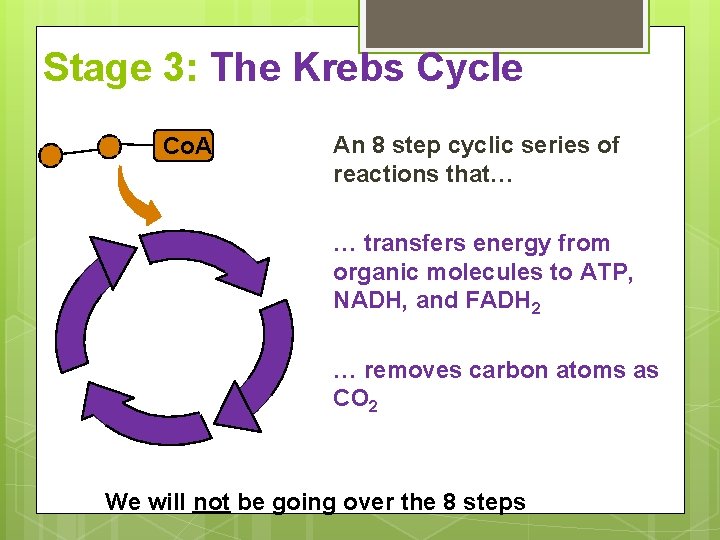 Stage 3: The Krebs Cycle Co. A An 8 step cyclic series of reactions