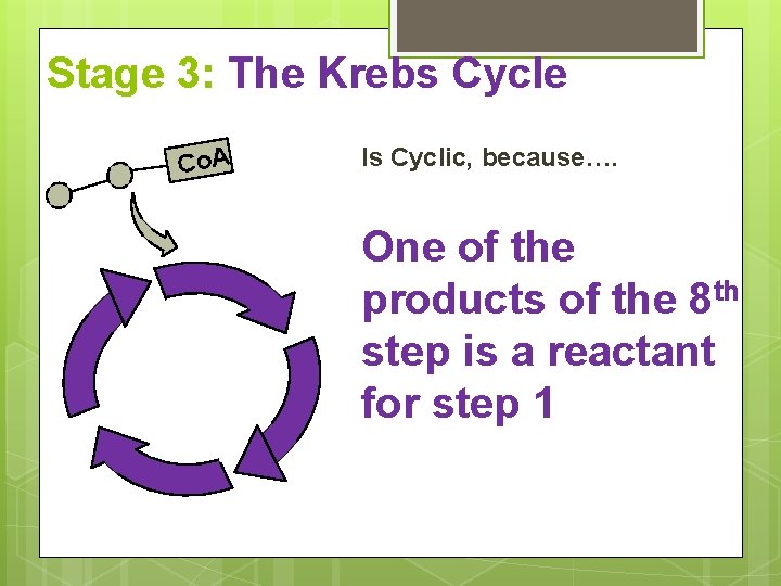 Stage 3: The Krebs Cycle Co. A Is Cyclic, because…. One of the products