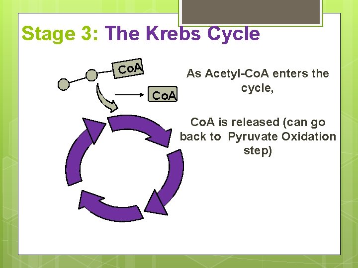 Stage 3: The Krebs Cycle Co. A As Acetyl-Co. A enters the cycle, Co.