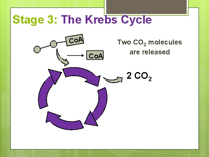 Stage 3: The Krebs Cycle Co. A Two CO 2 molecules are released 2