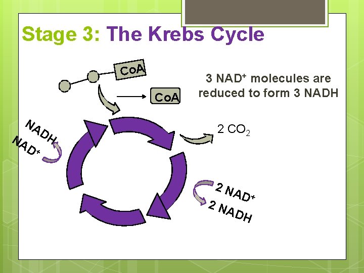 Stage 3: The Krebs Cycle Co. A NA NA DH 3 NAD+ molecules are
