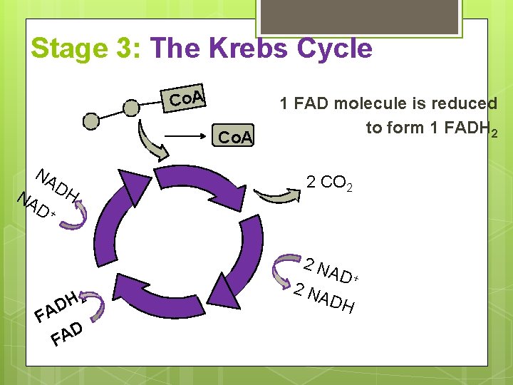 Stage 3: The Krebs Cycle Co. A NA DH NA D+ 1 FAD molecule