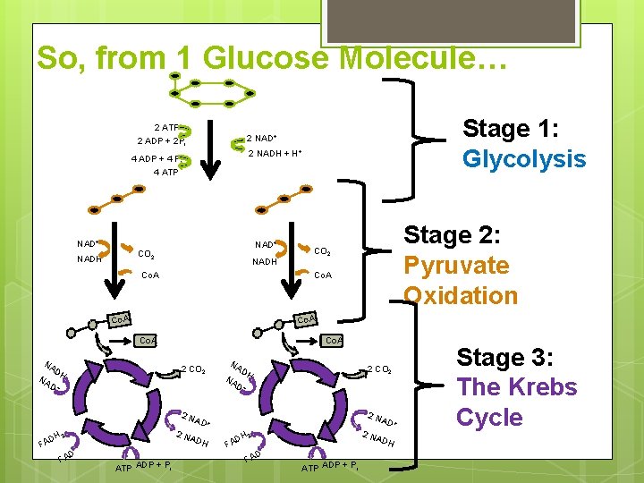 So, from 1 Glucose Molecule… 2 ATP 2 ADP + 2 Pi Stage 1: