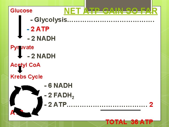 NET ATP GAIN SO FAR Glucose - Glycolysis…………………. - 2 ATP - 2 NADH