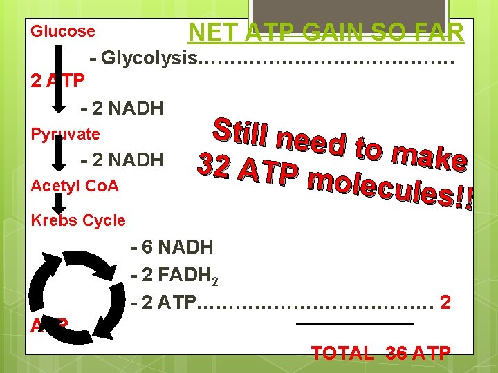 NET ATP GAIN SO FAR Glucose - Glycolysis…………………. 2 ATP - 2 NADH Pyruvate