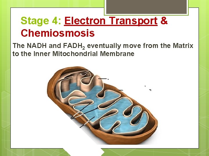 Stage 4: Electron Transport & Chemiosmosis The NADH and FADH 2 eventually move from