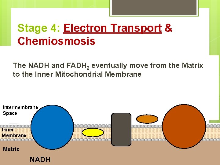 Stage 4: Electron Transport & Chemiosmosis The NADH and FADH 2 eventually move from