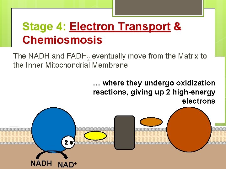 Stage 4: Electron Transport & Chemiosmosis The NADH and FADH 2 eventually move from