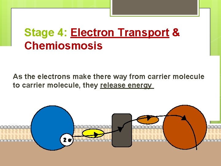 Stage 4: Electron Transport & Chemiosmosis As the electrons make there way from carrier