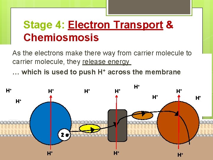 Stage 4: Electron Transport & Chemiosmosis As the electrons make there way from carrier