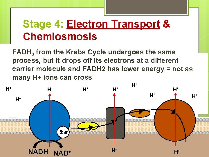 Stage 4: Electron Transport & Chemiosmosis FADH 2 from the Krebs Cycle undergoes the