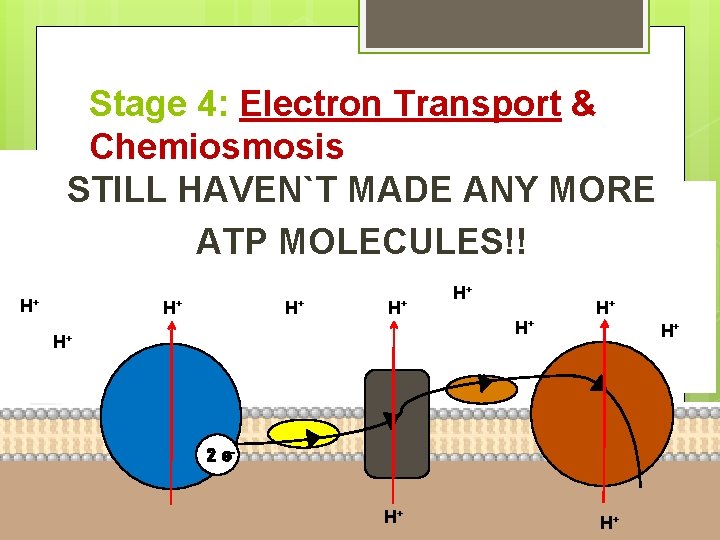 Stage 4: Electron Transport & Chemiosmosis STILL HAVEN`T MADE ANY MORE ATP MOLECULES!! H+