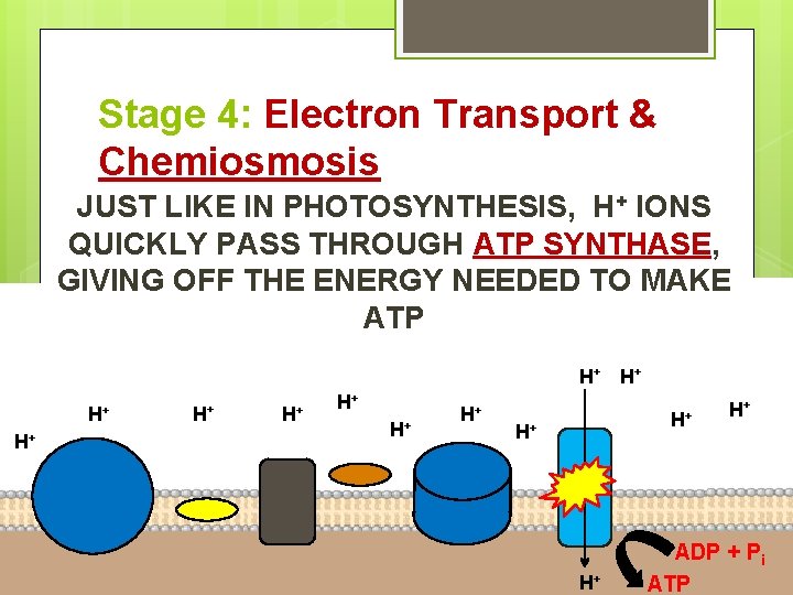 Stage 4: Electron Transport & Chemiosmosis JUST LIKE IN PHOTOSYNTHESIS, H+ IONS QUICKLY PASS