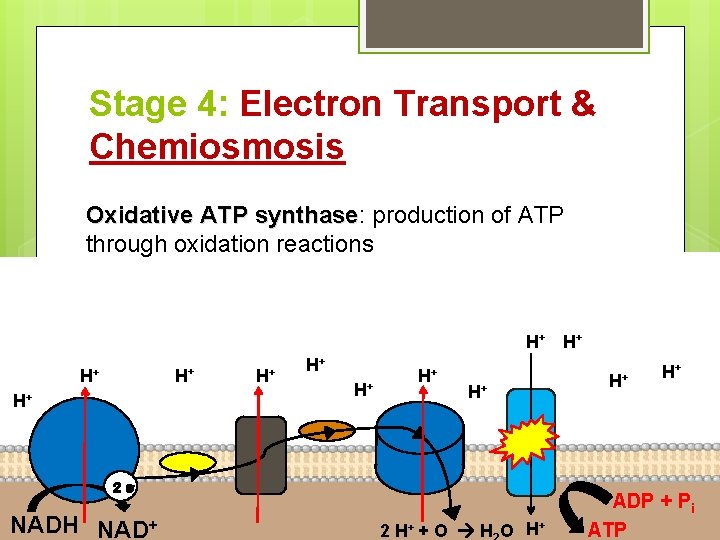 Stage 4: Electron Transport & Chemiosmosis Oxidative ATP synthase: synthase production of ATP through