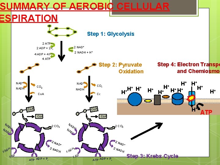 SUMMARY OF AEROBIC CELLULAR ESPIRATION Step 1: Glycolysis 2 ATP 2 ADP + 2