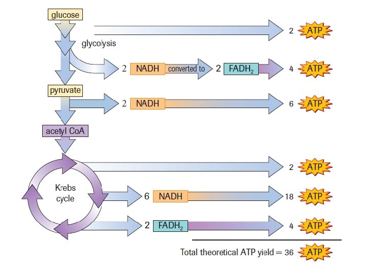 Aerobic Balance Sheet 