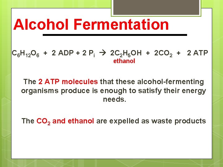 Alcohol Fermentation C 6 H 12 O 6 + 2 ADP + 2 Pi