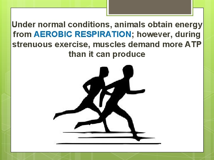 Under normal conditions, animals obtain energy from AEROBIC RESPIRATION; however, during strenuous exercise, muscles