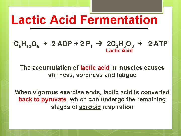 Lactic Acid Fermentation C 6 H 12 O 6 + 2 ADP + 2