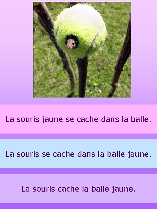 La souris jaune se cache dans la balle. La souris se cache dans la