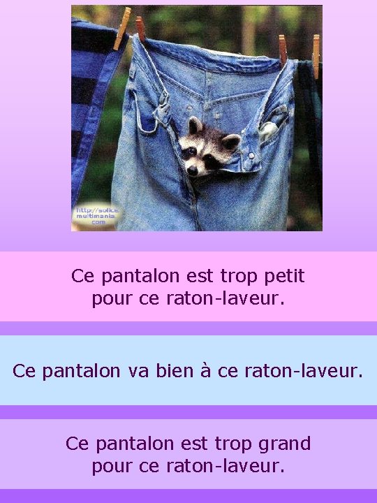 Ce pantalon est trop petit pour ce raton-laveur. Ce pantalon va bien à ce