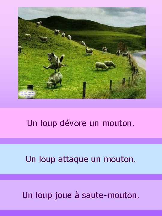 2 Un loup dévore un mouton. Un loup attaque un mouton. Un loup joue