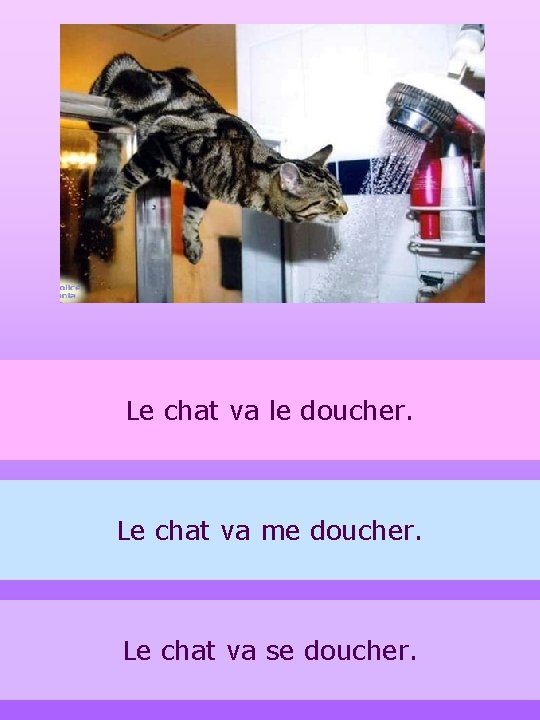 Le chat va le doucher. Le chat va me doucher. Le chat va se