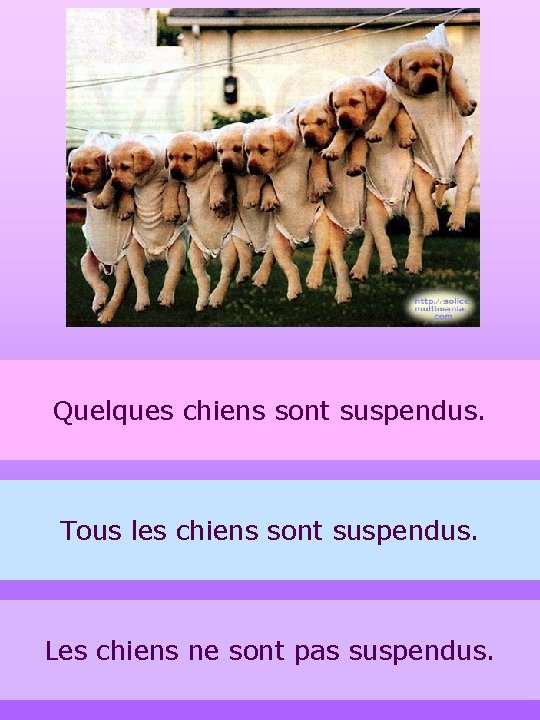 Quelques chiens sont suspendus. Tous les chiens sont suspendus. Les chiens ne sont pas