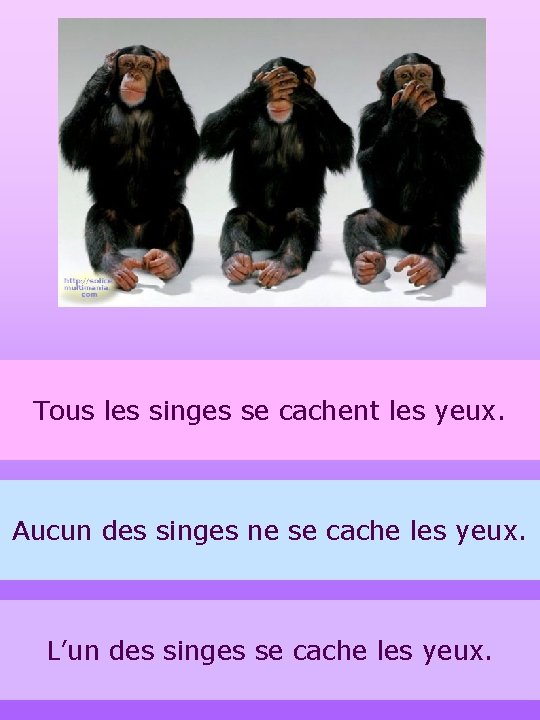 Tous les singes se cachent les yeux. Aucun des singes ne se cache les