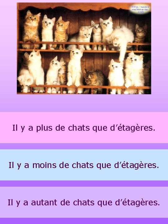 Il y a plus de chats que d’étagères. Il y a moins de chats