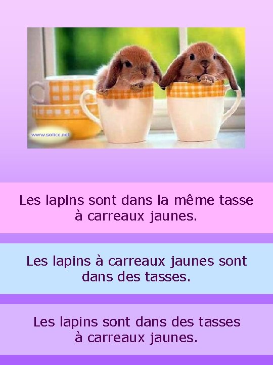 Les lapins sont dans la même tasse à carreaux jaunes. Les lapins à carreaux