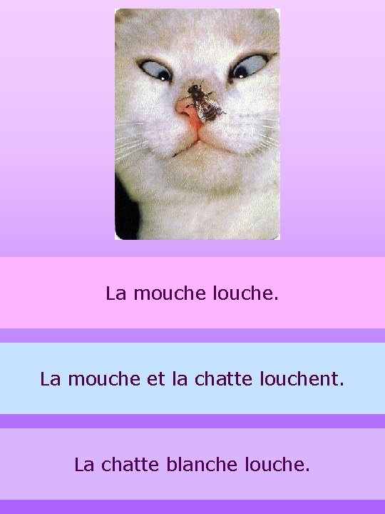 La mouche louche. La mouche et la chatte louchent. La chatte blanche louche. 