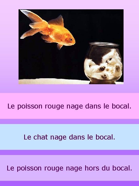 Le poisson rouge nage dans le bocal. Le chat nage dans le bocal. Le