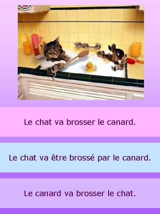 Le chat va brosser le canard. Le chat va être brossé par le canard.