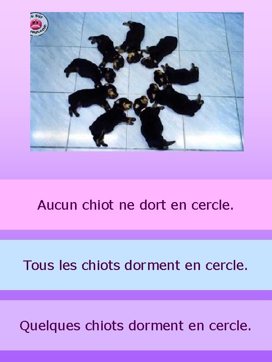 Aucun chiot ne dort en cercle. Tous les chiots dorment en cercle. Quelques chiots