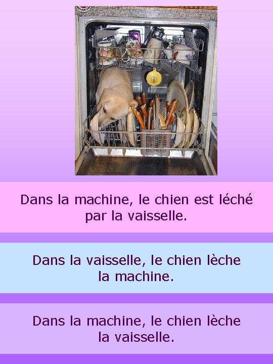 Dans la machine, le chien est léché par la vaisselle. Dans la vaisselle, le