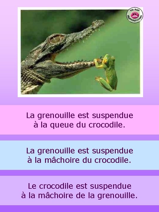 La grenouille est suspendue à la queue du crocodile. La grenouille est suspendue à
