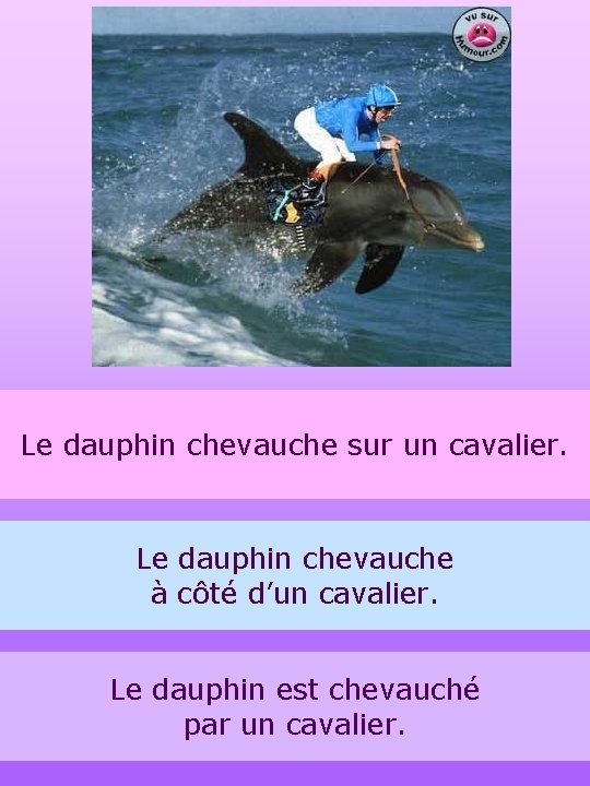 Le dauphin chevauche sur un cavalier. Le dauphin chevauche à côté d’un cavalier. Le