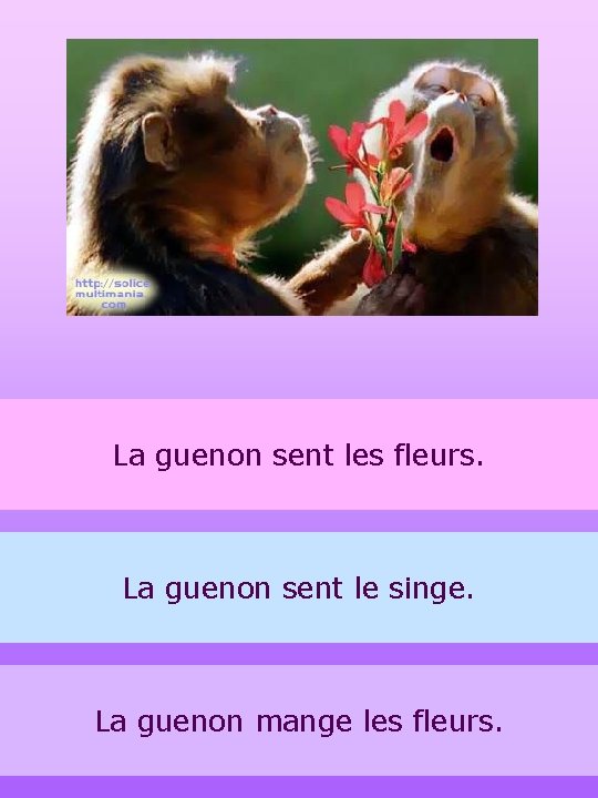 La guenon sent les fleurs. La guenon sent le singe. La guenon mange les