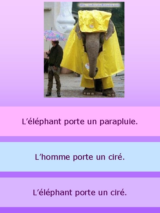 L’éléphant porte un parapluie. L’homme porte un ciré. L’éléphant porte un ciré. 