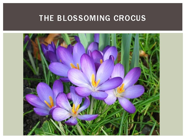 THE BLOSSOMING CROCUS 