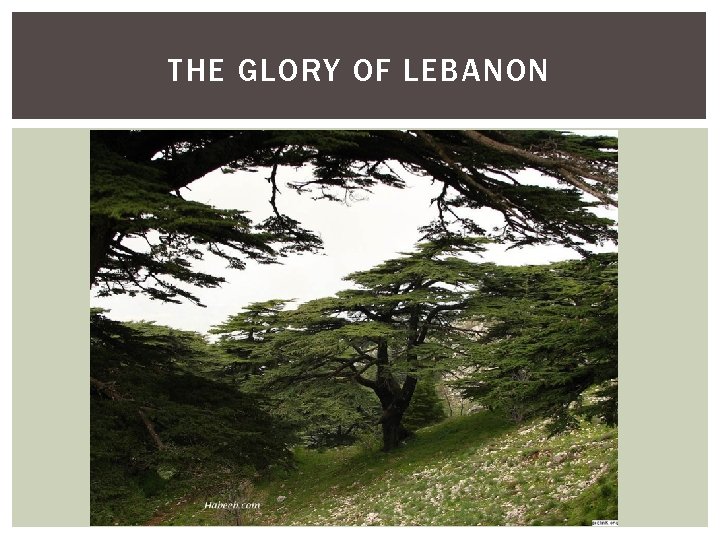 THE GLORY OF LEBANON 