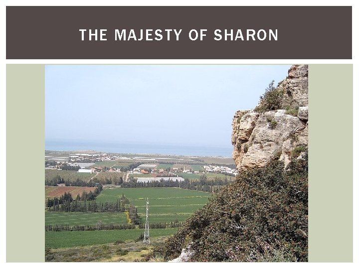 THE MAJESTY OF SHARON 