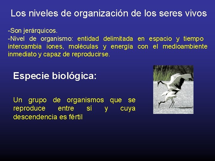 Los niveles de organización de los seres vivos -Son jerárquicos. -Nivel de organismo: entidad