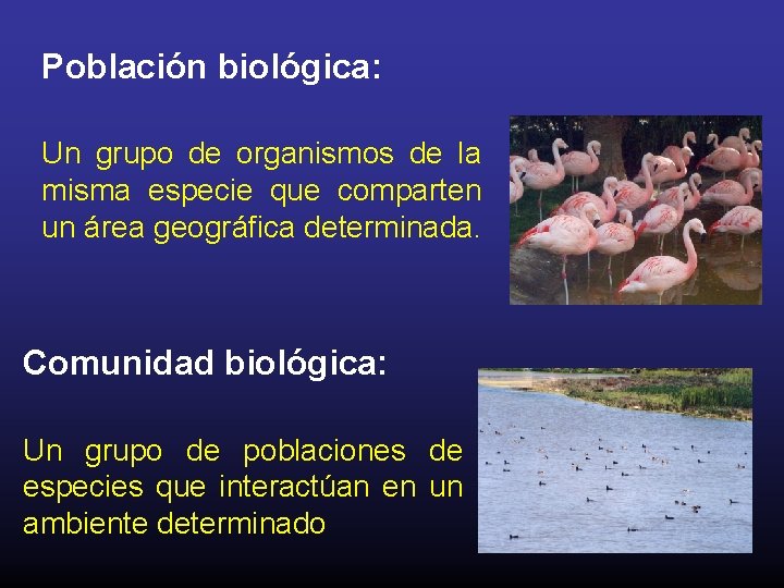 Población biológica: Un grupo de organismos de la misma especie que comparten un área