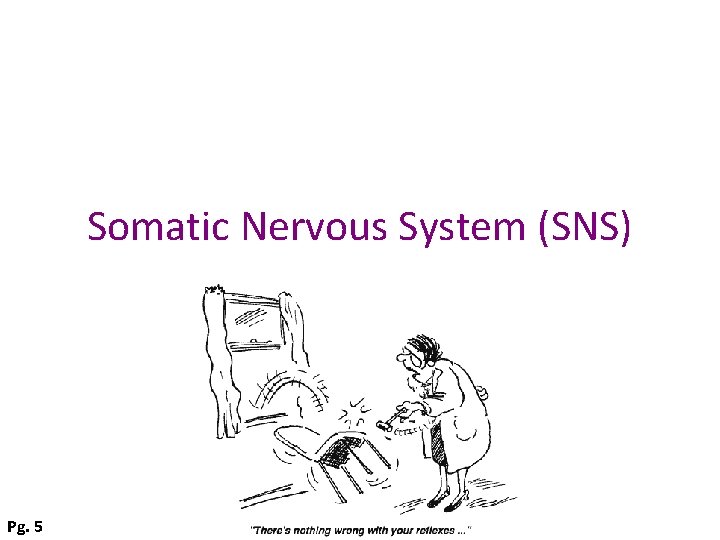 Somatic Nervous System (SNS) Pg. 5 